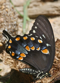 Spicebush Swallowtail
